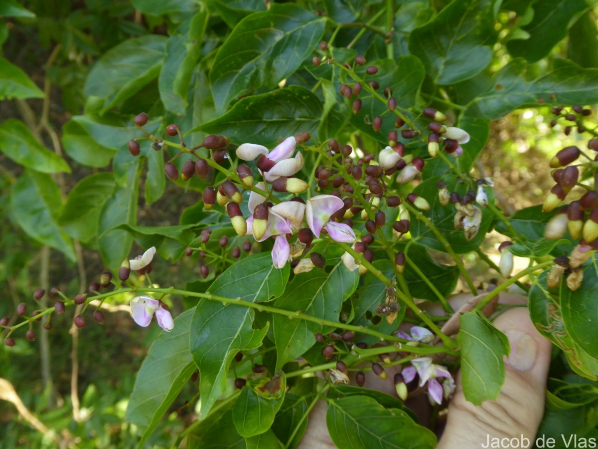 Pongamia pinnata (L.) Pierre